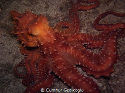 Octopus macropus
Night time hunter by Cumhur Gedikoglu 